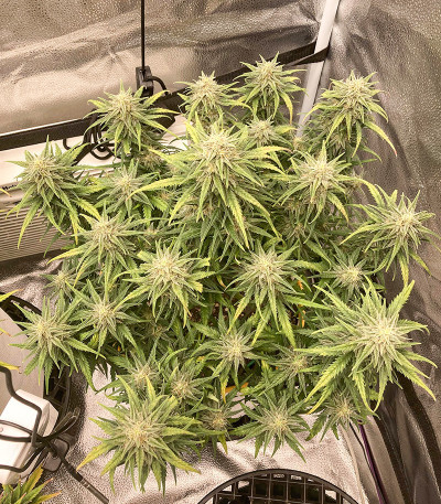 Семена сорта Original Trainwreck Auto fem (FastBuds)