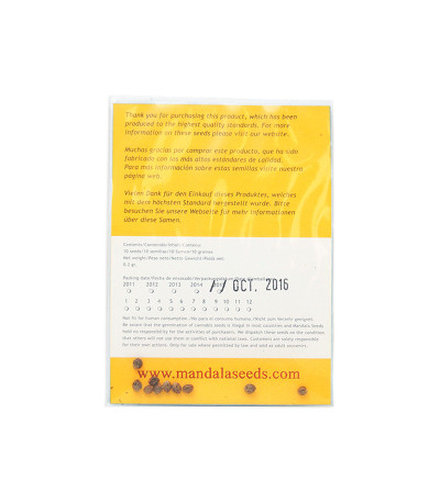 Семена сорта Point of No Return reg