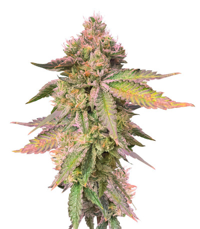 Семена сорта RS 11 x Banana OG fem от Barney's Farm