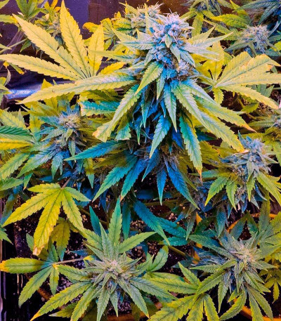 Семена сорта Automaria II fem (Paradise Seeds)