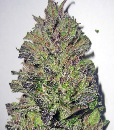 Семена сорта Biddy Early fem (Serious Seeds)