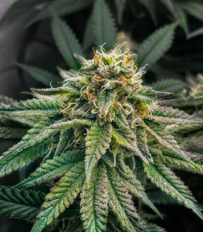 Семена сорта Jam fem (UKHTA)