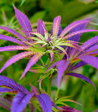 Семена сорта Kalichakra reg