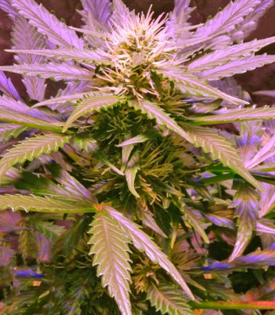 Семена сорта Lemon OG Haze fem (Nirvana Seeds)