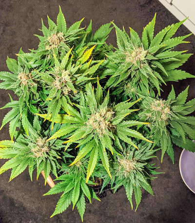 Семена сорта NYC Diesel CBD fem (Sweet Seeds)