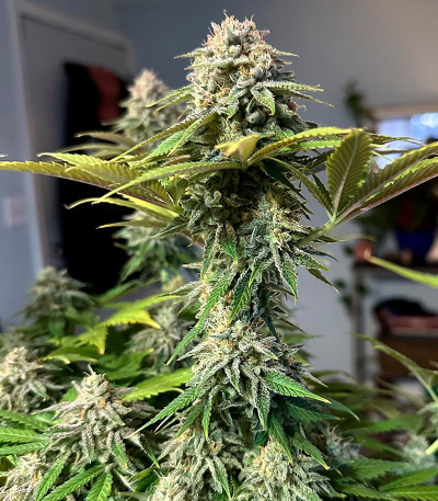 Семена сорта Shawty R1 fem (Ethos Genetics)