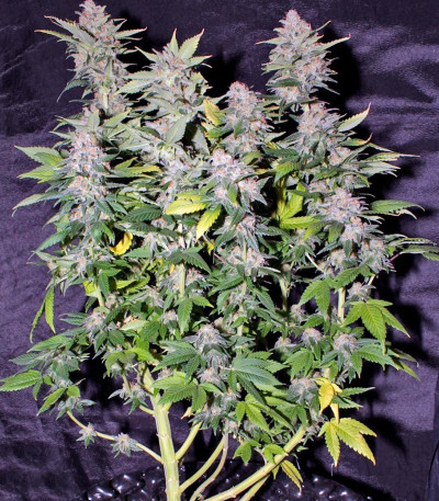 Семена сорта NYC Diesel fem (Sweet Seeds)