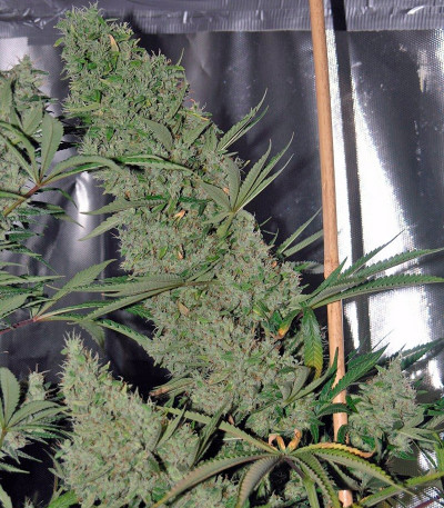 Семена конопли The Ultimate 