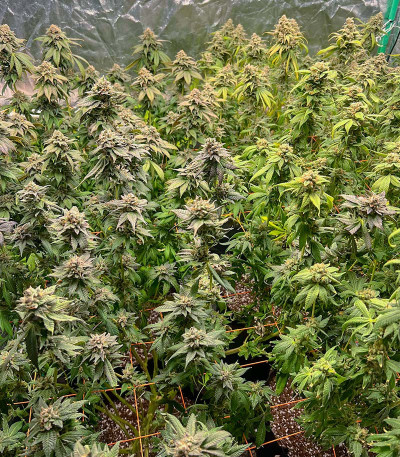 Семена сорта Apple Betty fem (Herbies Seeds)