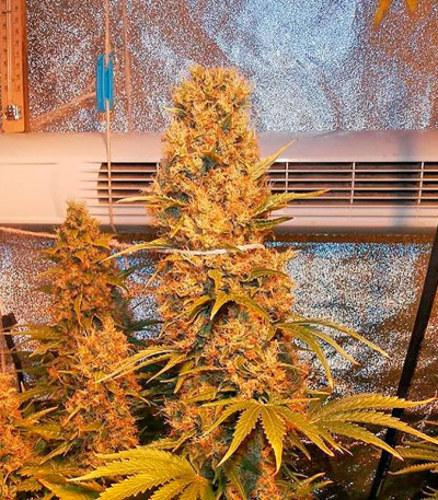 Семена сорта Blue Thai fem (Dinafem Seeds)