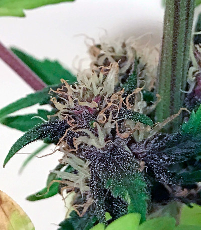 Семена сорта Buddha Purple Kush auto fem