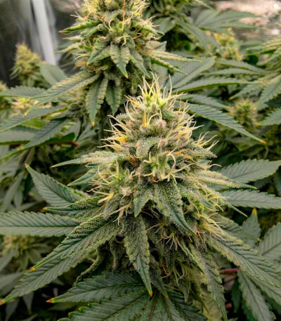 Семена сорта Gorilla Glue × Lemon Haze (7CH Seeds & Cali Buds Seeds)