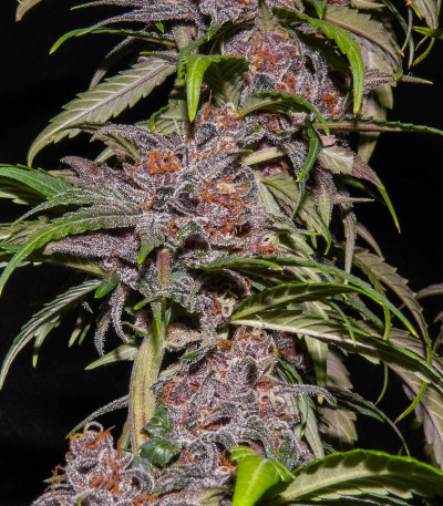 Семена сорта Red Purps fem (Female Seeds)