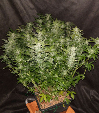 Семена сорта StarRyder Auto fem (Dutch Passion)