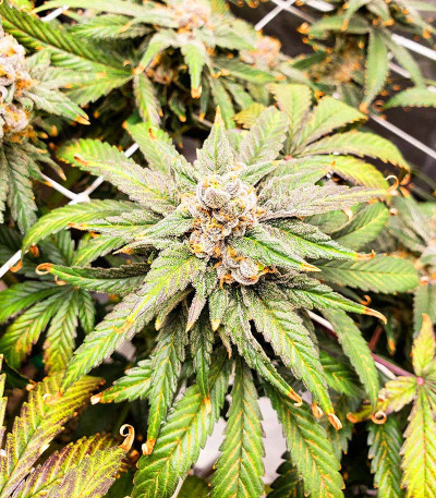 Семена сорта Wedding Cake fem (Barney's Farm)