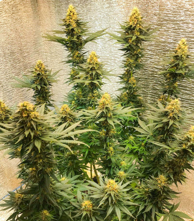 Семена сорта Black Widow fem (Семяныч)