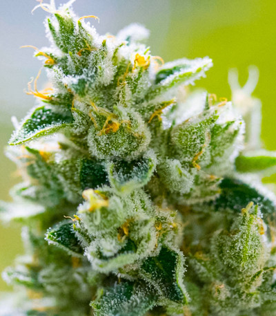 Семена сорта Milky Dreams fem (Green House Seeds)