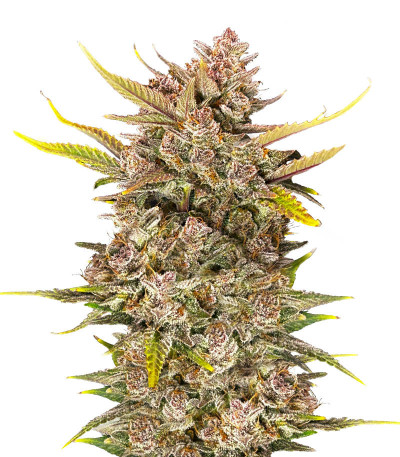 Семена сорта Ztrawberriez Auto fem (FastBuds)