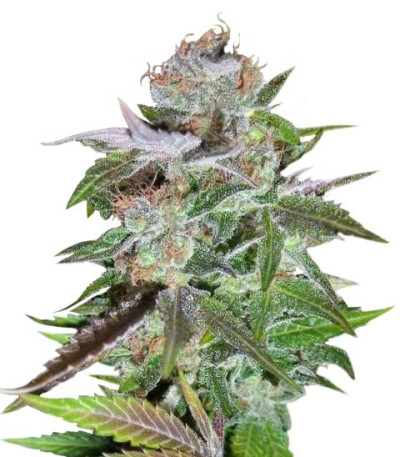Семена сорта Ice reg (Nirvana Seeds)