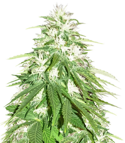 Семена сорта Zombie Haze fem (Sumo Seeds)