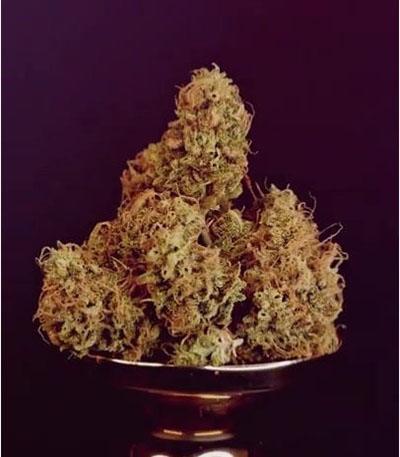 Семена сорта Green Gelato fem (Royal Queen Seeds)