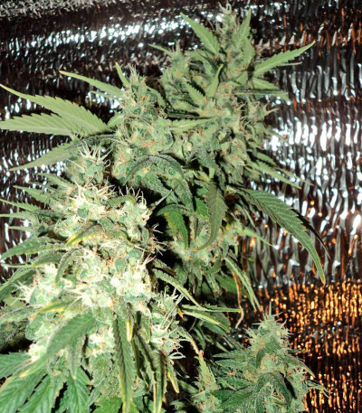 Семена сорта AK 47 reg (Serious Seeds)