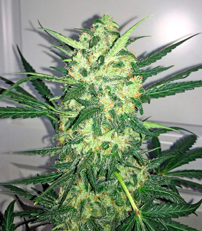 Сорт конопли Blue Kush Autoflowering 