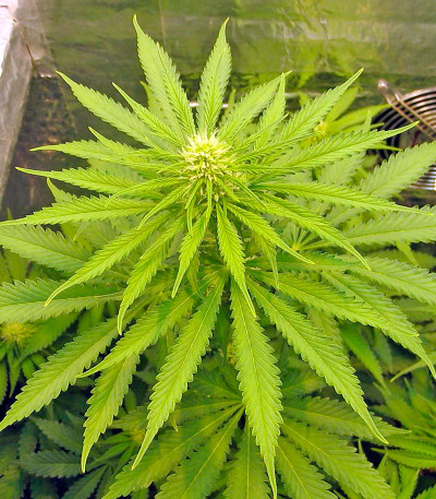 Семена сорта Fruitylicious fem