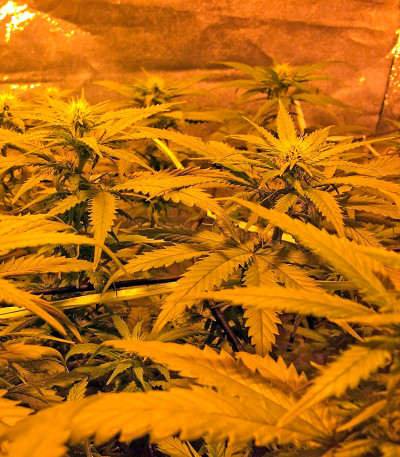 Семена сорта Sweet Deep Grapefruit fem