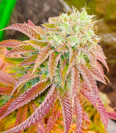 Семена сорта Jungle Breath fem (7CH American)