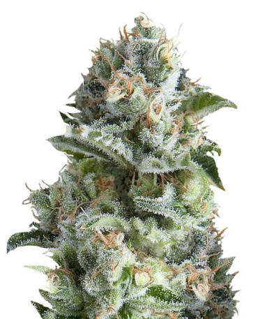 Семена сорта Jack Herer fem (Trikoma Seeds)