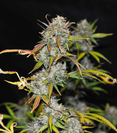 Семена сорта Auto Anubis fem (Pyramid Seeds)