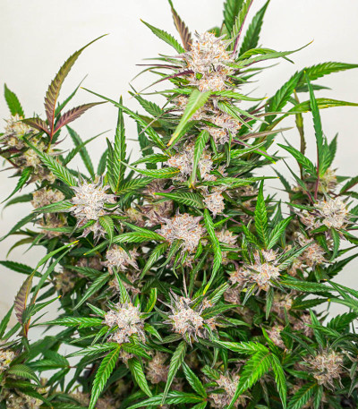 Семена сорта Auto Mimosa Punch fem (Dutch Passion)