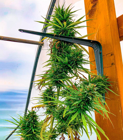 Семена сорта Dr. Grinspoon fem