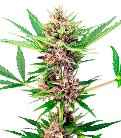 Семена сорта Amnesia Zkittlez Auto fem (FastBuds)