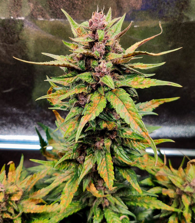 Семена сорта Blackberry Moonrocks Auto fem (AlphaFem Seeds)