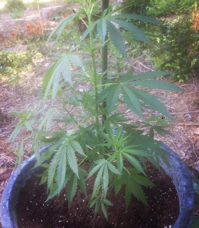 Семена сорта Cheese fem (Vision Seeds)