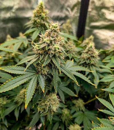 Семена сорта Gorilla Glue × Lemon Haze (7CH Seeds & Cali Buds Seeds)