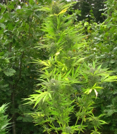 Семена сорта Purple Maroc fem (Female Seeds)