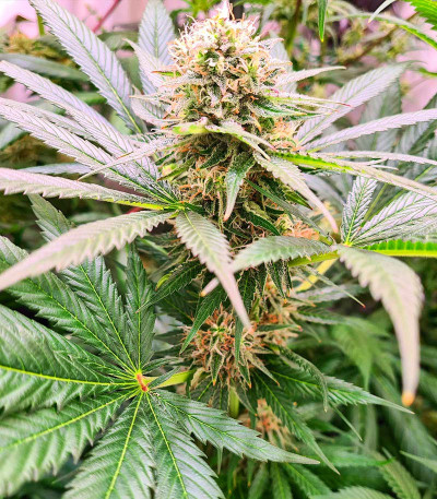 Семена сорта Watermelon Zkittlez fem