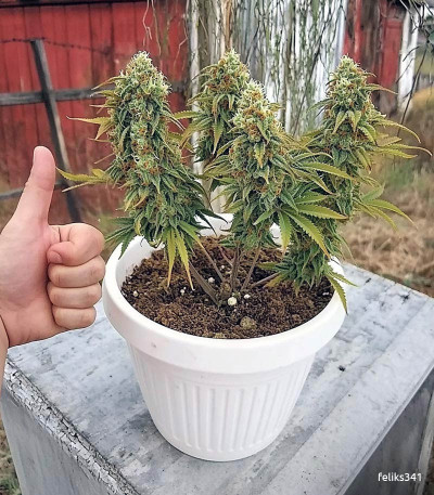 Семена сорта Auto Ak 2 fem (Семяныч)