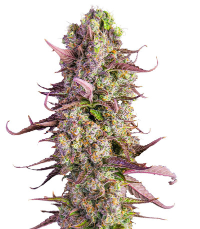 Семена сорта Gorilla Zkittlez Auto fem (FastBuds)