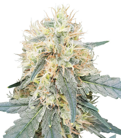 Семена сорта Stromboli Auto fem (Paradise Seeds)