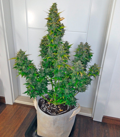 Семена конопли Super Bud