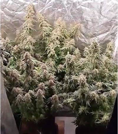 Семена сорта Tropicanna Banana fem (Barney's Farm)