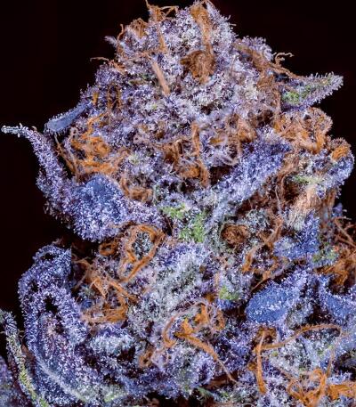 Семена сорта 10TH Planet R1 fem (Ethos Genetics)