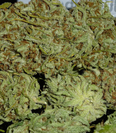 Семена сорта C99 fem (Female Seeds)