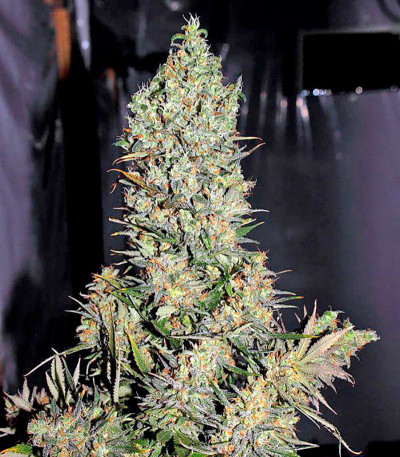 Семена сорта Chronic reg (Serious Seeds)