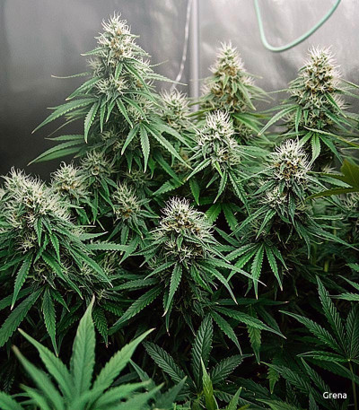 Семена сорта LSD auto fem (Семяныч)