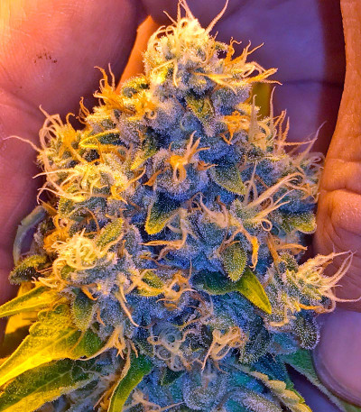 Семена сорта Lemon Kush Headband fem